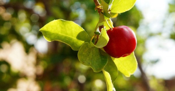  عکس میوه های عجیب و غریب