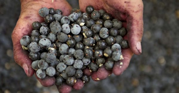  عکس میوه های عجیب و غریب