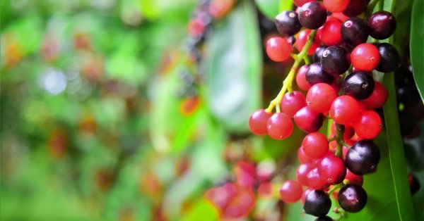  عکس میوه های عجیب و غریب