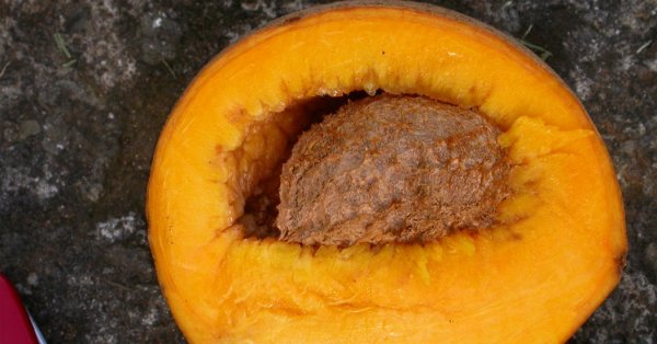  عکس میوه های خارجی