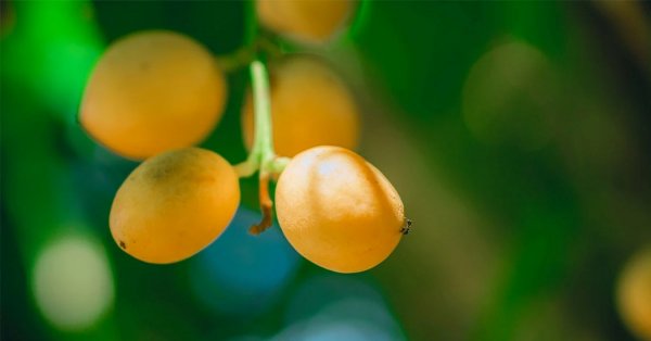  عکس میوه های خارجی