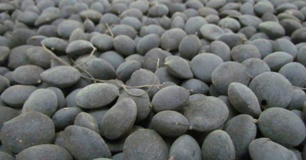  عکس میوه های خارجی