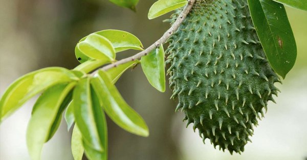  عکس میوه های خارجی