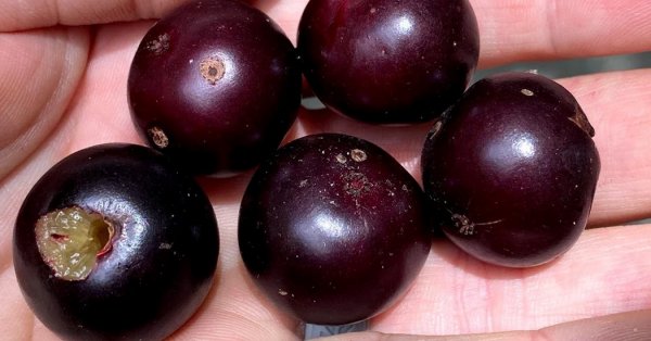  عکس میوه های خارجی