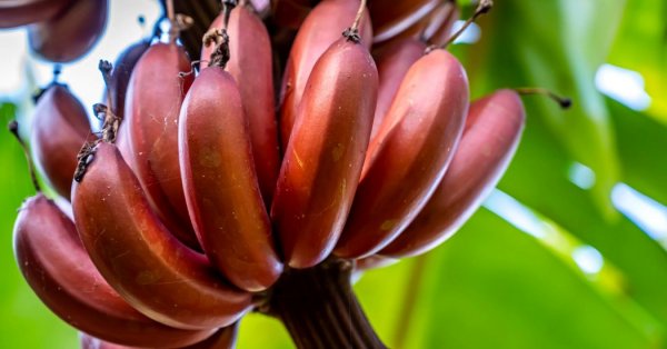  عکس میوه های خارجی