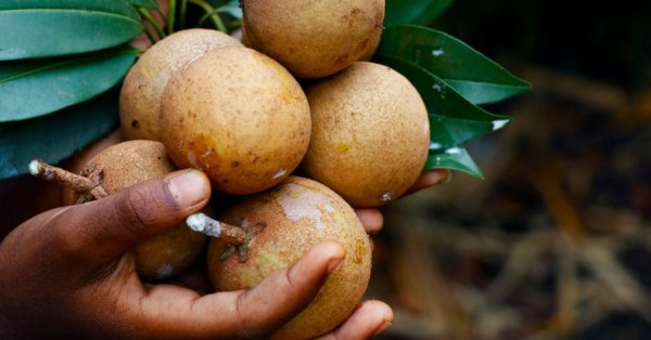  عکس میوه های خارجی