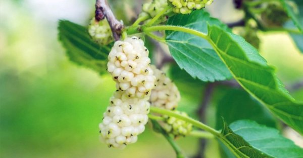  عکس میوه های خارجی