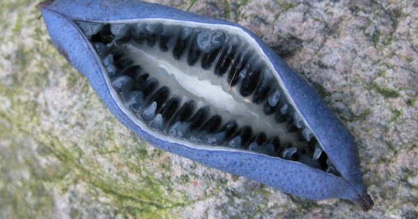  عکس میوه های خارجی