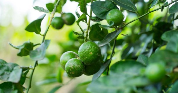  عکس میوه های خارجی