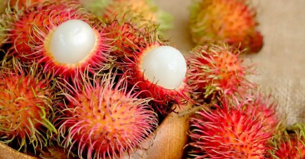  عکس میوه های زیبا