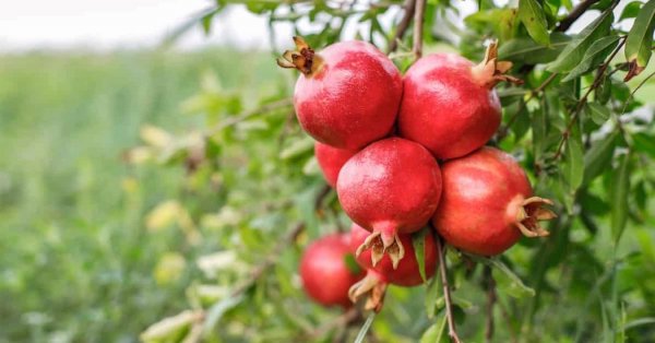  عکس میوه های زیبا