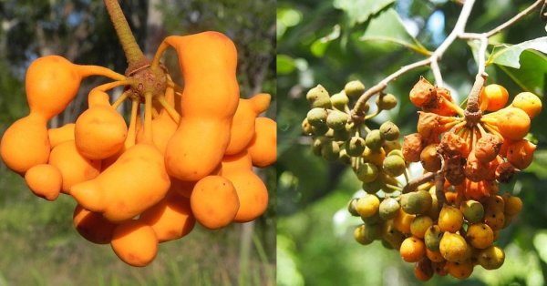  عکس میوه های زیبا