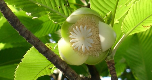  عکس میوه های زیبا