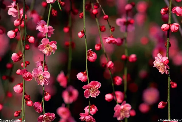 عکس پروفایل بهاری زنانه