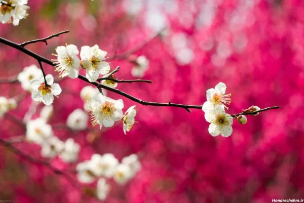 عکس پروفایل بهاری زنانه