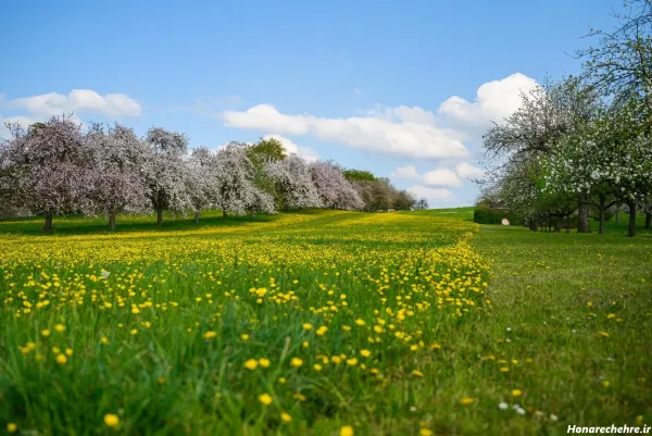 عکس پروفایل بهاری زنانه