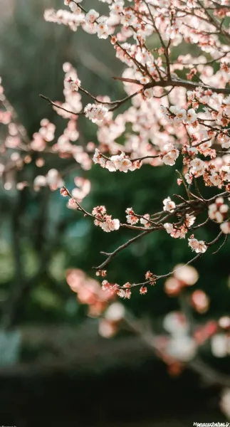 عکس پروفایل بهاری زنانه