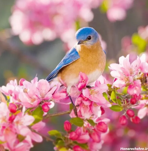  عکس طبیعت بکر بهاری