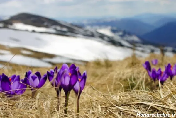  عکس طبیعت بکر بهاری