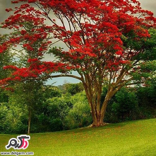 تصاویر طبیعت