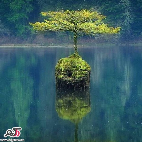  تصاویر طبیعت