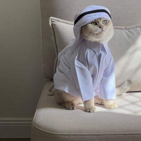  عکس اسپرت با اسب