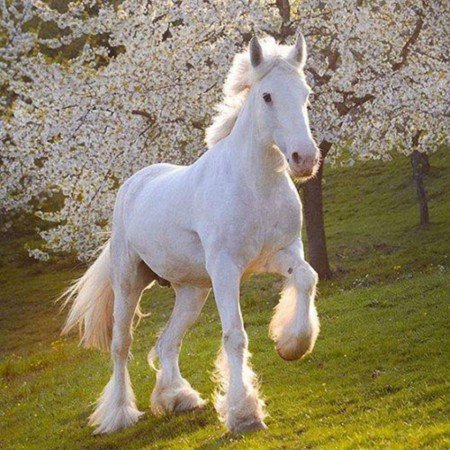  عکس اسپرت با اسب