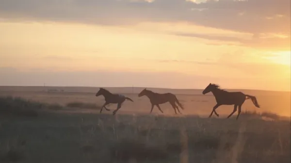 عکس اسب واقعی در ایران