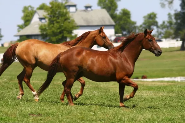  عکس اسب واقعی