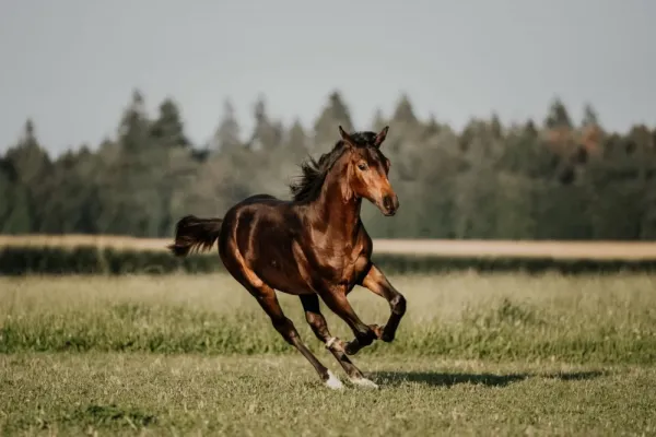  عکس اسب واقعی