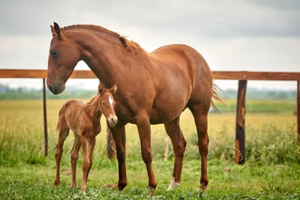 عکس اسب واقعی در ایران