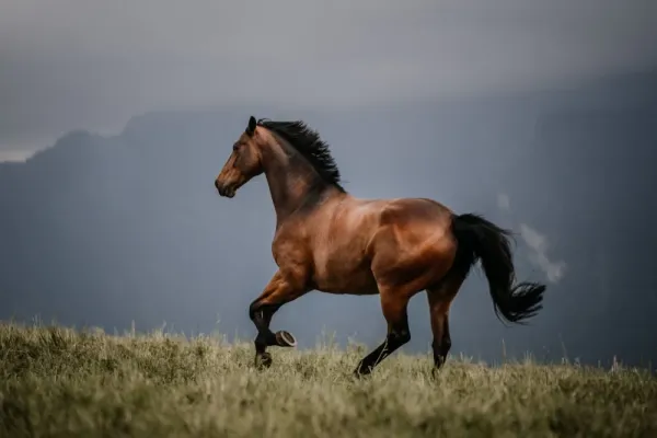 عکس اسب واقعی در ایران