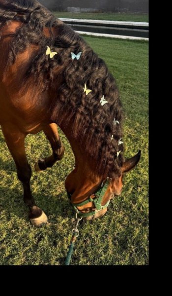  عکس دختر با اسب لاکچری