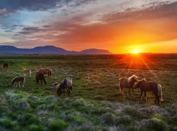  عکس اسب در طبیعت