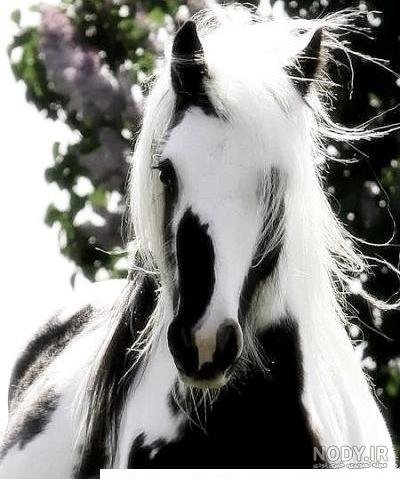  عکس اسب برای پروفایل پسرانه