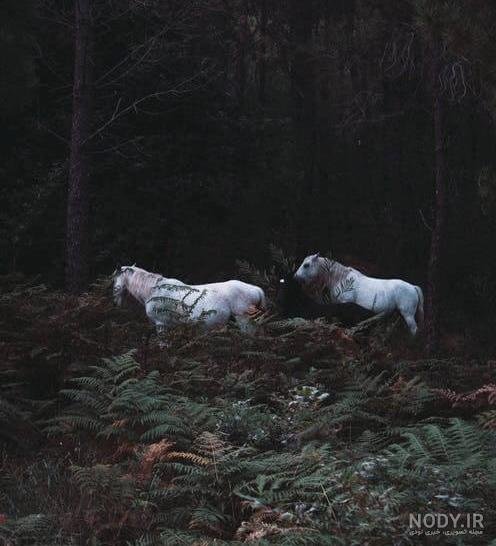  عکس اسب برای پروفایل پسرانه