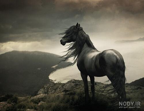  عکس اسب برای پروفایل پسرانه