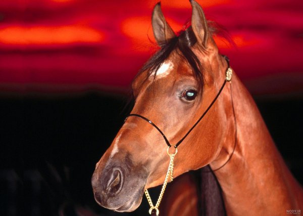  عکس اسب برای پروفایل پسرانه