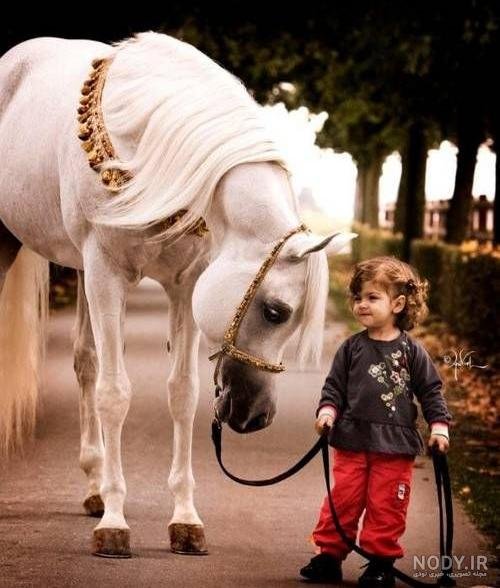  عکس اسب برای پروفایل پسرانه
