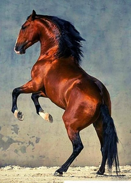  عکس اسب برای پروفایل پسرانه