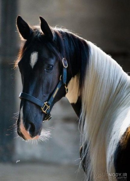  عکس اسب برای پروفایل پسرانه