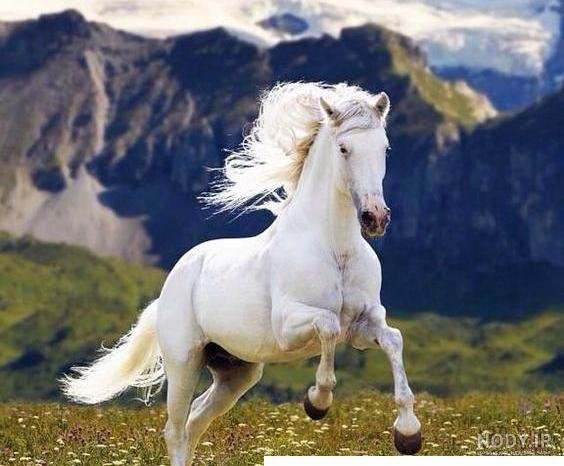  عکس اسب برای پروفایل پسرانه