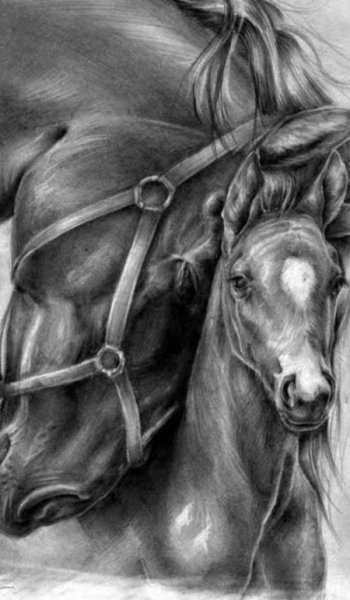 عکس دختر با اسب برای پروفایل