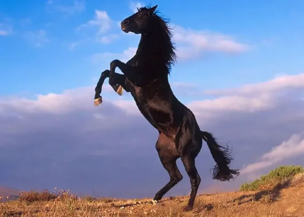  عکس اسب سیاه برای پروفایل