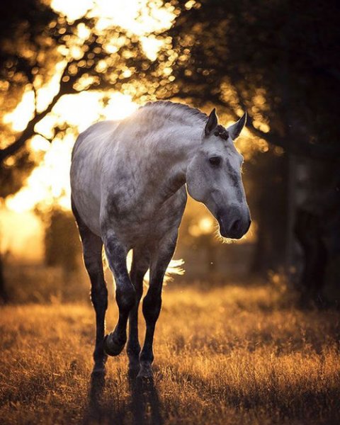  عکس اسب سفید