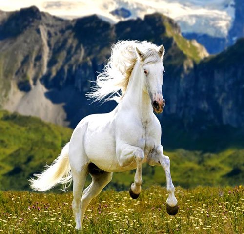  عکس اسب سفید