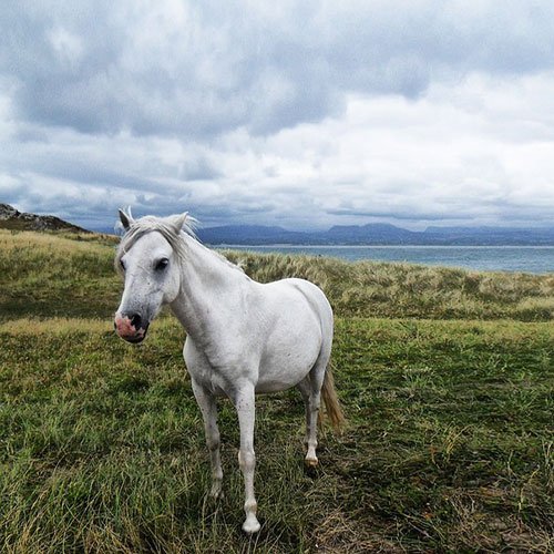  عکس اسب سفید