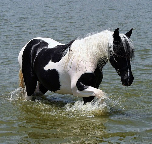  عکس اسب سفید