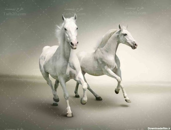 عکس اسب رویایی