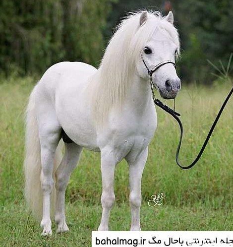  عکس اسب رویایی